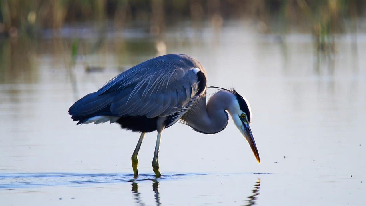 The Heron